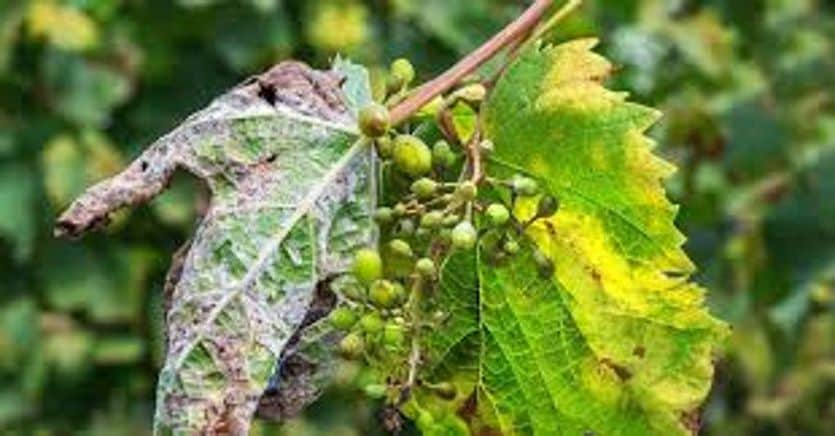 Vigne, la denuncia dei sindaci abruzzesi: a un anno dai danni ancora nessun risarcimento