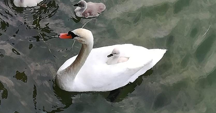 Il verso tratto dalla poesia di Mallarmé «Il vergine, il vivace, il bell’oggi» in cui l’autore gioca sull’omofonia di “cygne” e “signe”. La foto è di Nicola Gardini