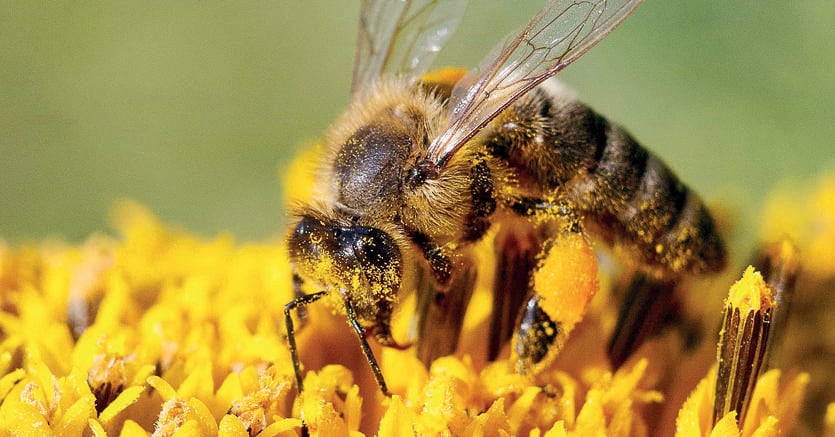 
Alcuni scienziati australiani e francesi hanno scoperto che le api comprendono il concetto di zero 
