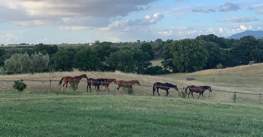 Cavalli liberi nella Tenuta di Paternostro. 