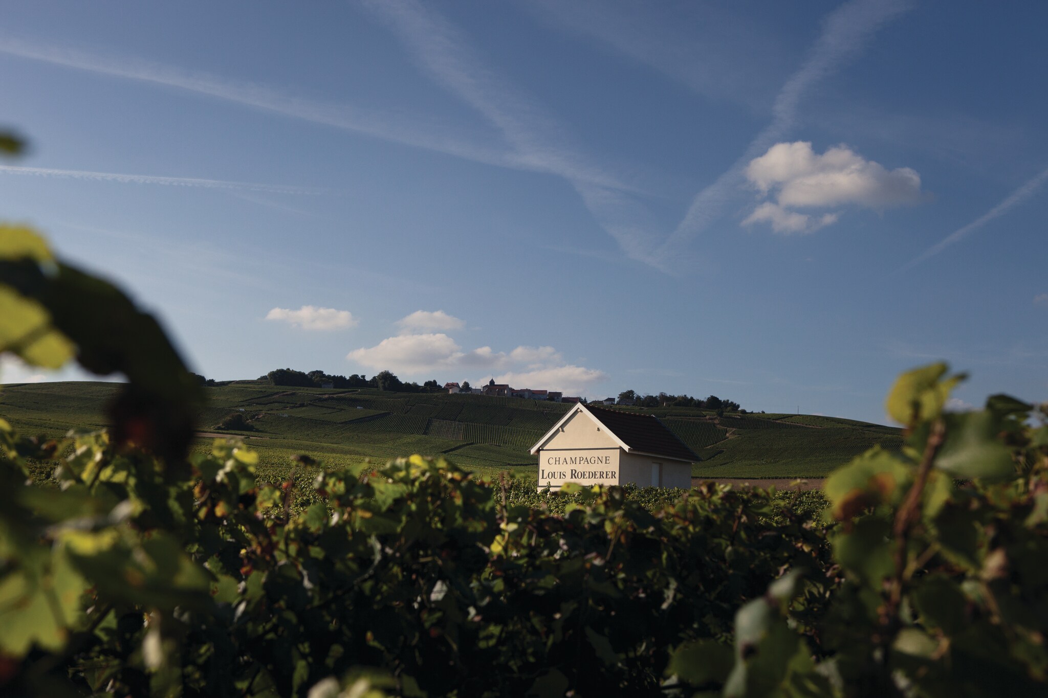 Vigneti della maison Louis Roederer. 