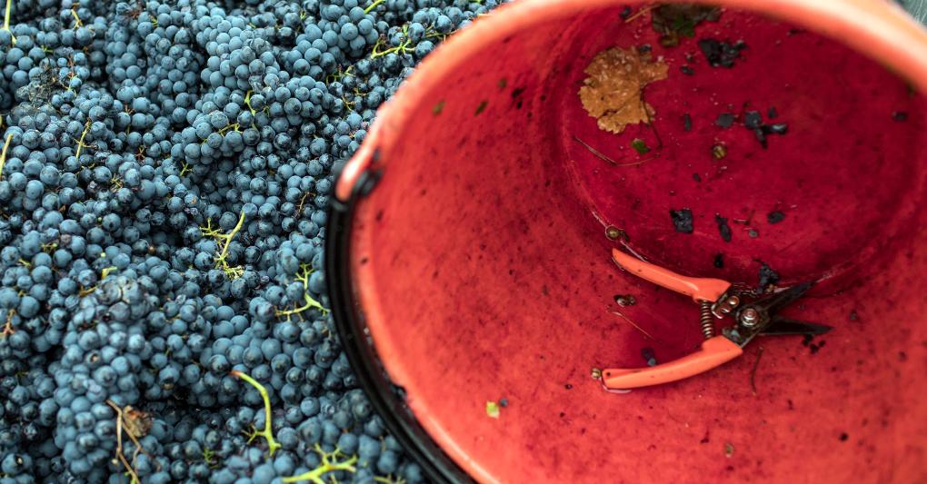 Lʼultimo giorno di vendemmia 2019 dell'uva Teroldego presso AGRICOLA FORADORI. 
