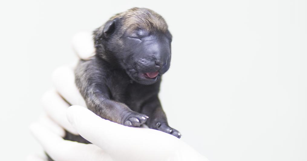 Sooam Biotech, Seul, Corea del Sud. «Il cane clonato è il ritratto di un futuro possibile, nel quale saremo capaci di programmare ogni vita; un fatto che sposta drammaticamente il confine  del futuro verso il presente e impone decisioni che non possono essere più rimandate», spiega Alberto Giuliani, autore della foto 