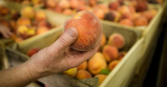 Frutta, Madrid sorpassa Roma - Il Sole 24 ORE