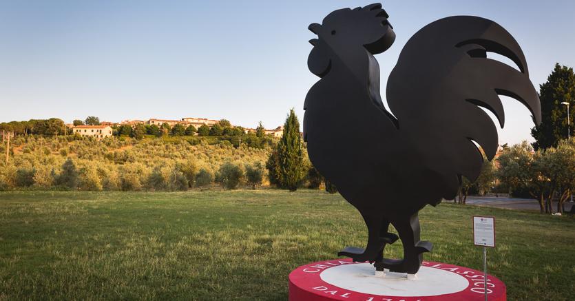 Grande gallo nero in pubblico