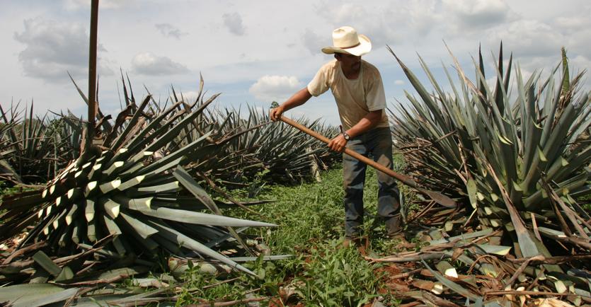 Estate Di Tequila E Mezcal Gemelli Diversi Il Sole 24 Ore