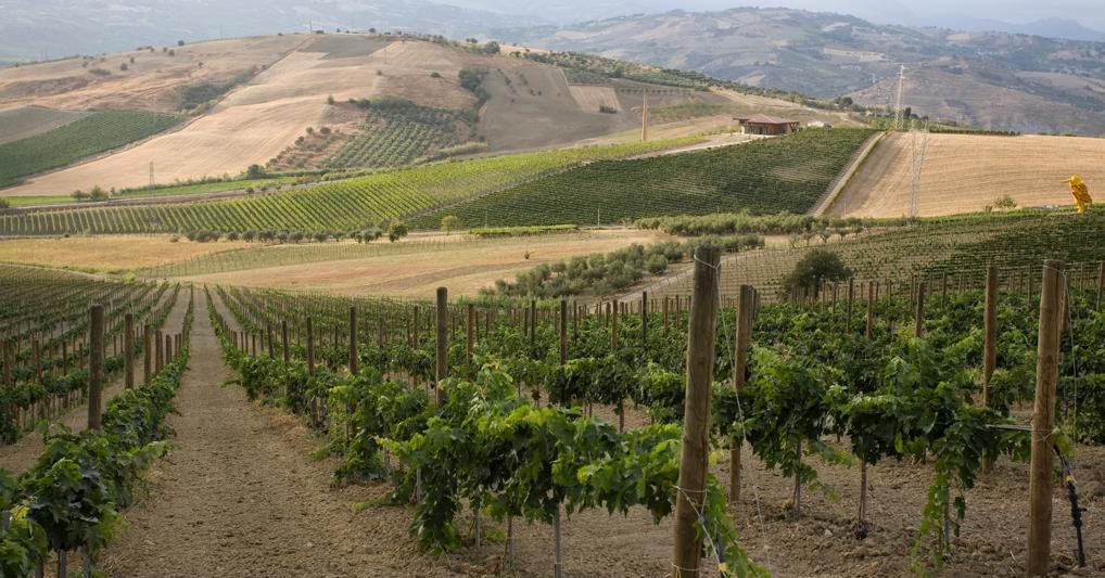 Abruzzo, Bolognano, percorso attraverso la vigna (Marka) 