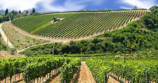 Brunello Biondi Santi, la Francia fa shopping di vigneti in ...