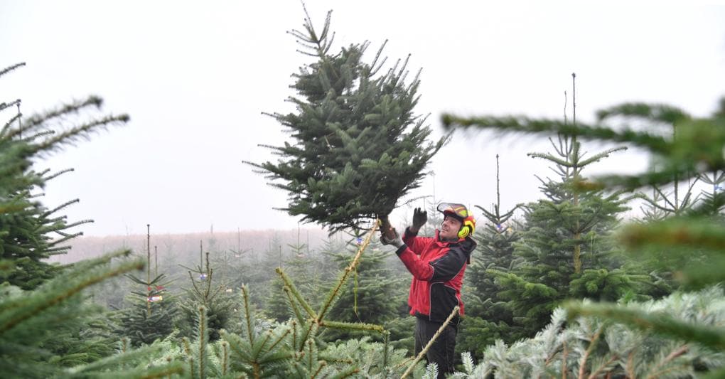 L Economia Dell Albero Di Natale Quanto Spenderemo Per Gli Addobbi Il Sole 24 Ore