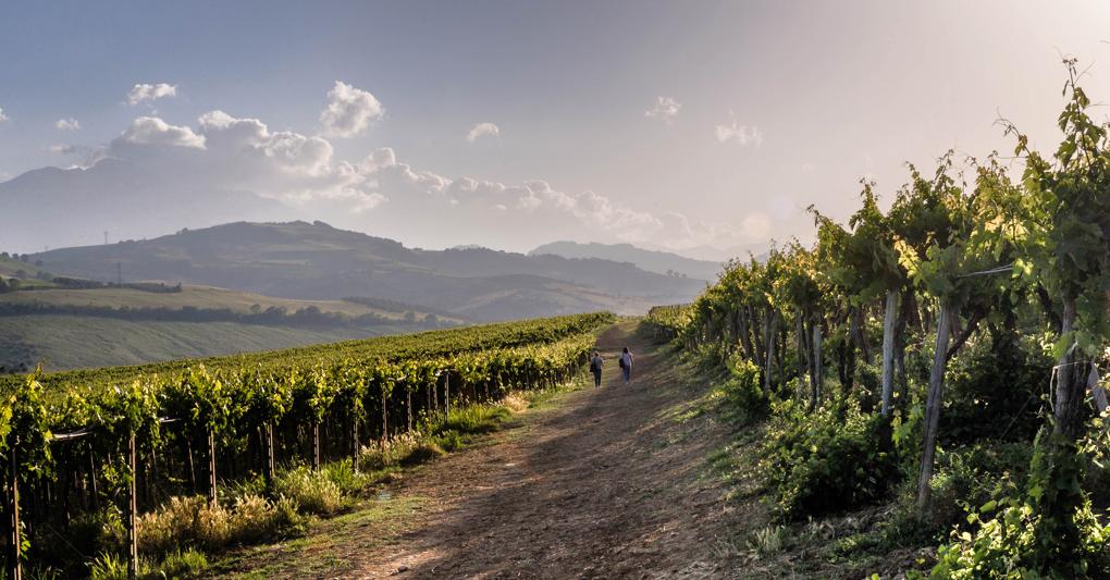 La viticoltura è il comparto agricolo più importante d’Abruzzo   