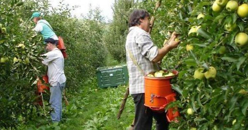 C’è forte bisogno di stagionali nell’agricoltura italiana 