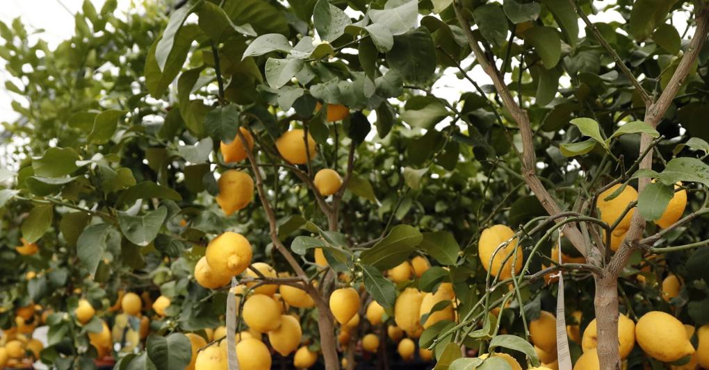 Secondo Coldiretti il prezzo dei limoni è raddoppiato a causa del Coronavirus (Foto Epa) 