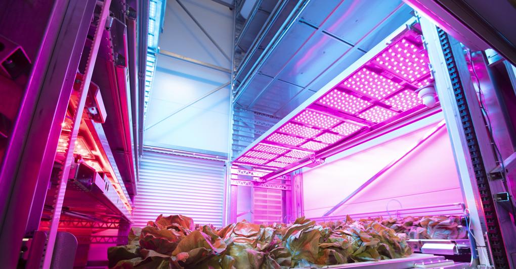 Coltivazione completamente automatizzata   Farm Zero di  Ono Exponential Farming 