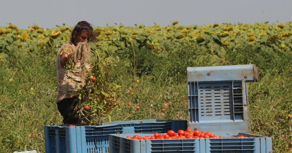 Una persona impegnata nella raccolta di pomodori tra Lesina e San Nazario (Foggia) 