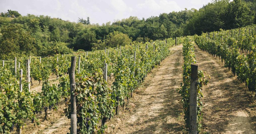 Aziende vinicole shop quotate in borsa