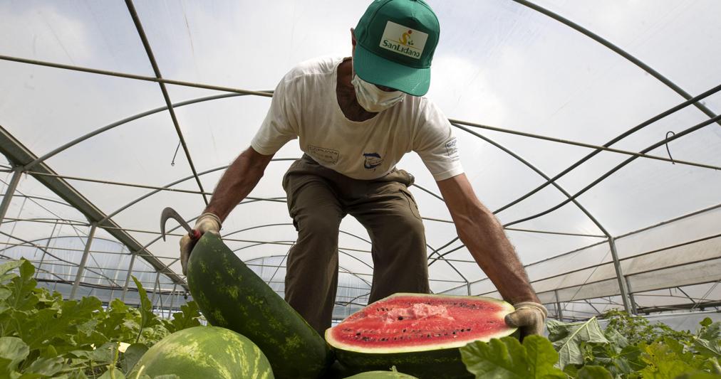 Un lavoratore impiegato alla cooperativa di San Lidano a Latina, (ANSA/MASSIMO PERCOSSI) 