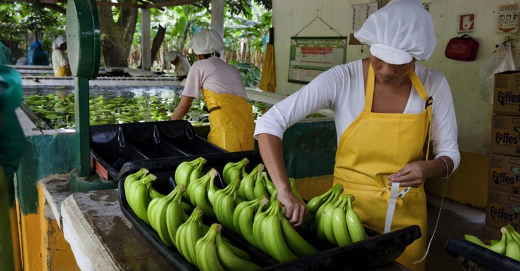 La chiusura delle mense scolastiche ha pesato sul commercio solidale delle banane 