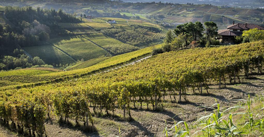 All Asta Vigneti Per 250 Milioni Di Euro Il 40 In Toscana Il Sole 24 Ore