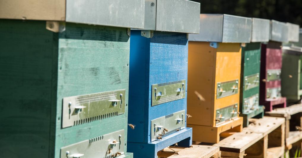 Gli alveari smart di 3Bee 