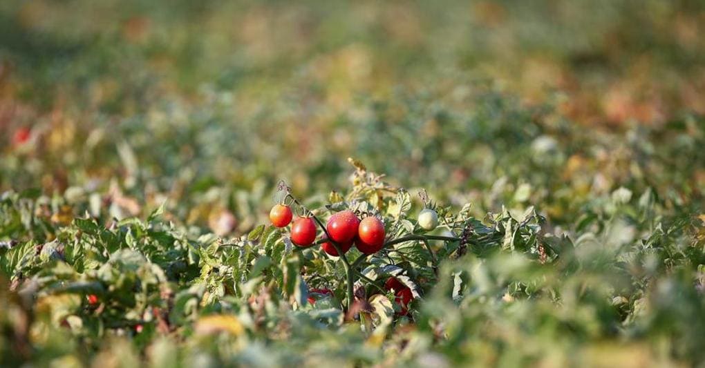 Conserve Italia, 4 stabilimenti a pieno regime per la ...