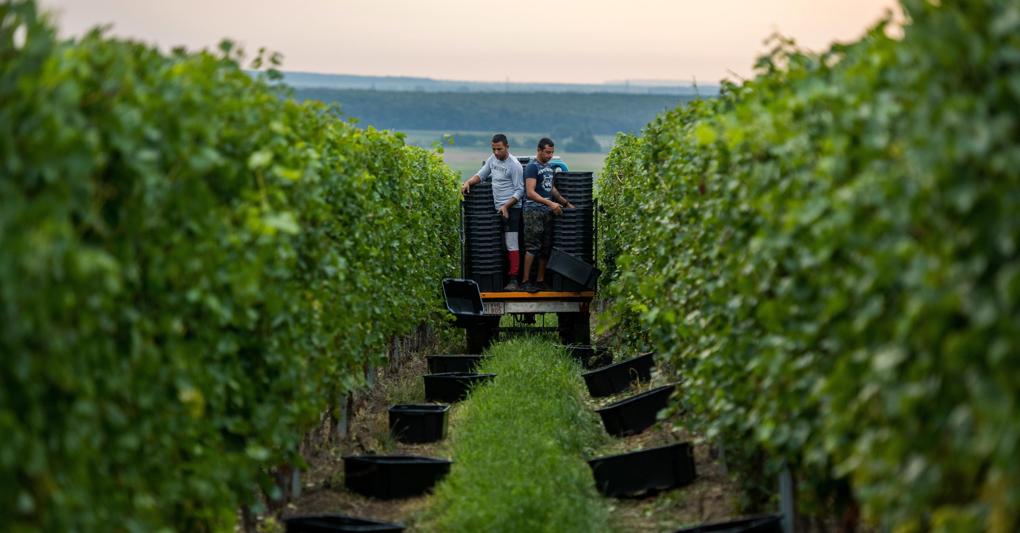  La vendemmia 2020 in corso  dovrebbe toccare i 47.2 milioni di ettolitri in calo dell'1% rispetto ai 47,5 dello scorso anno 
