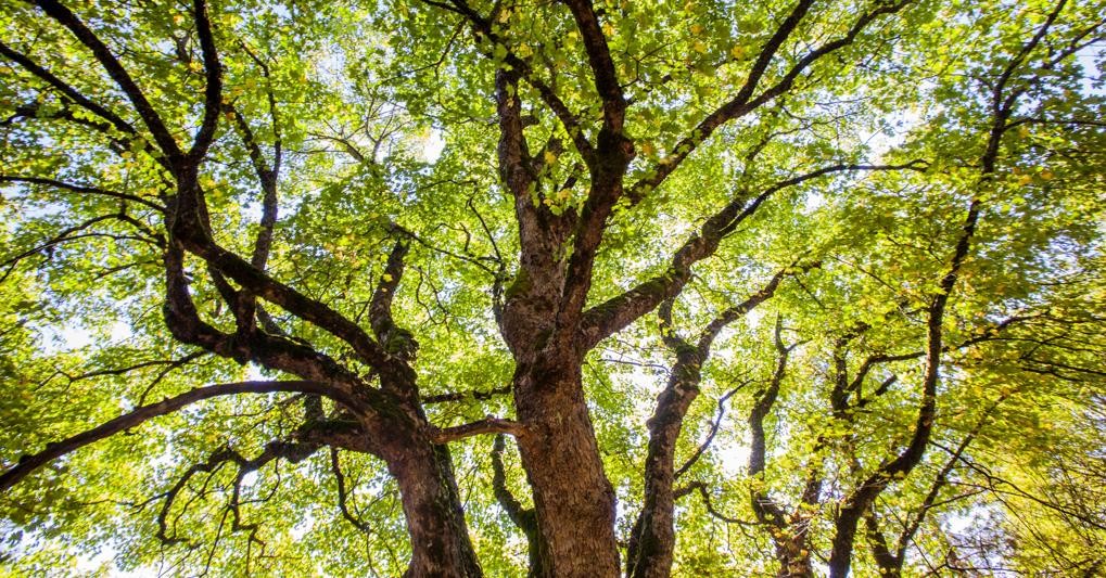 Arbolia Nasce A Parma Il Primo Bosco Urbano Il Sole 24 Ore