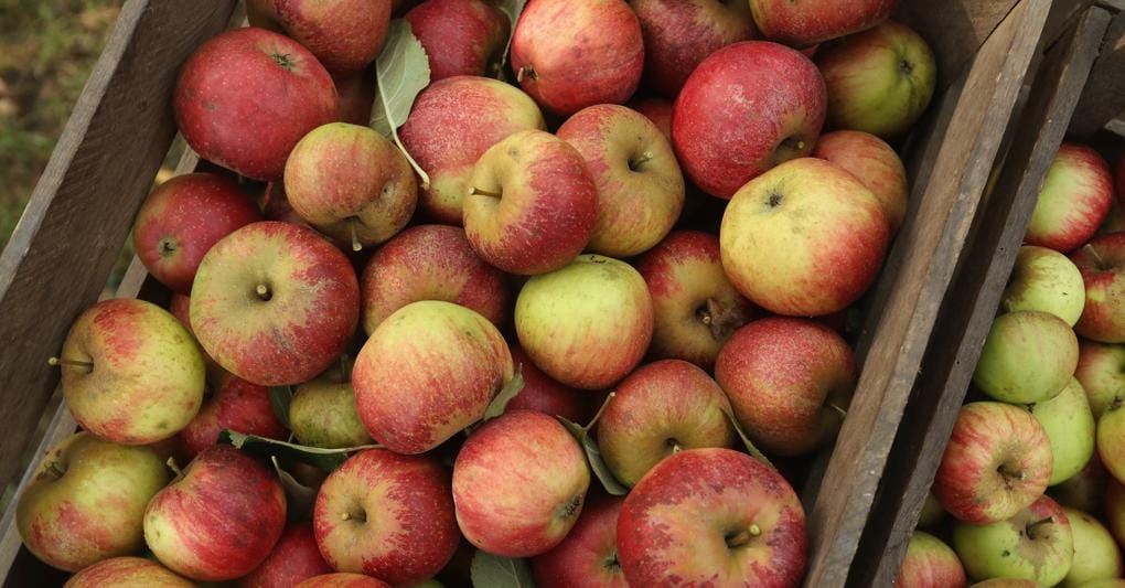 Tutte le varietà di mele hanno avuto vendite in crescita 