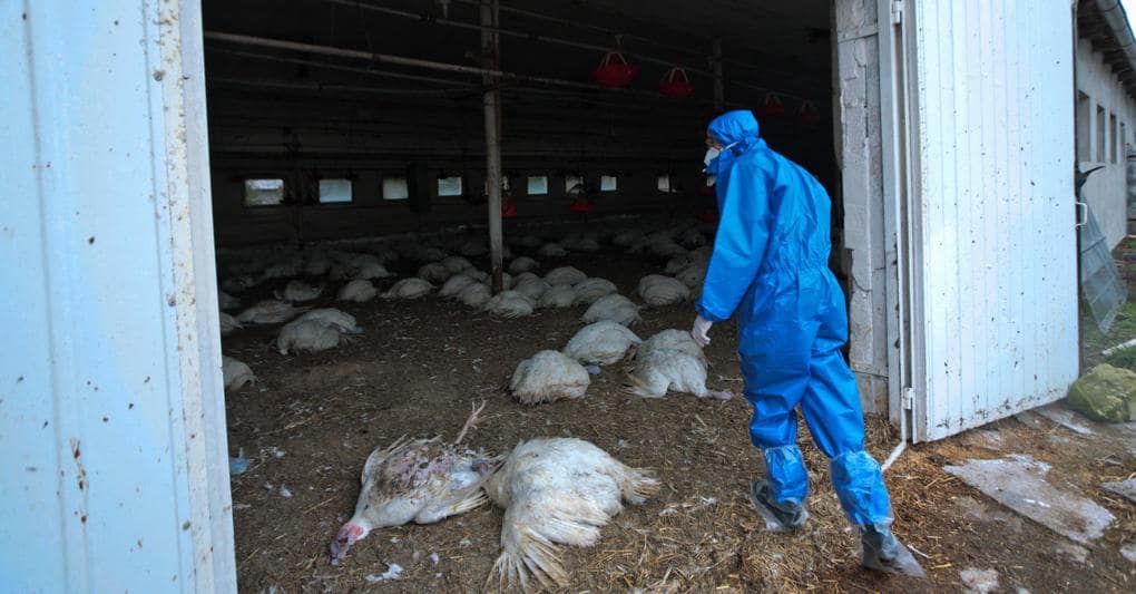 Un allevamento di pollame in Polonia colpito da influenza aviaria. In Russia si sono registrati i primi contagi di esseri umani - Epa 