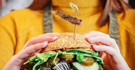 Insetti da mangiare, la Ue approva. Previsti investimenti per ...