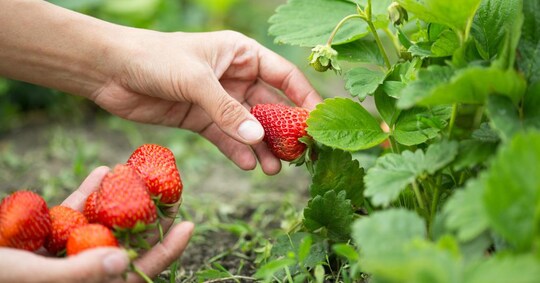 Al supermercato è caccia ai prodotti con «zero residui» - Il ...