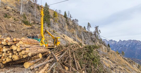 La tempesta Vaia tre anni dopo: una generazione perduta nel ...