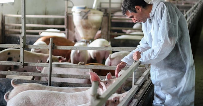 Valori in calo. Le quotazioni medie dei suini sono in calo del 6,2% a settembre. Una situazione che si aggiunge all'aumento dei costi dei mangimi e per la gestione degli allevamenti