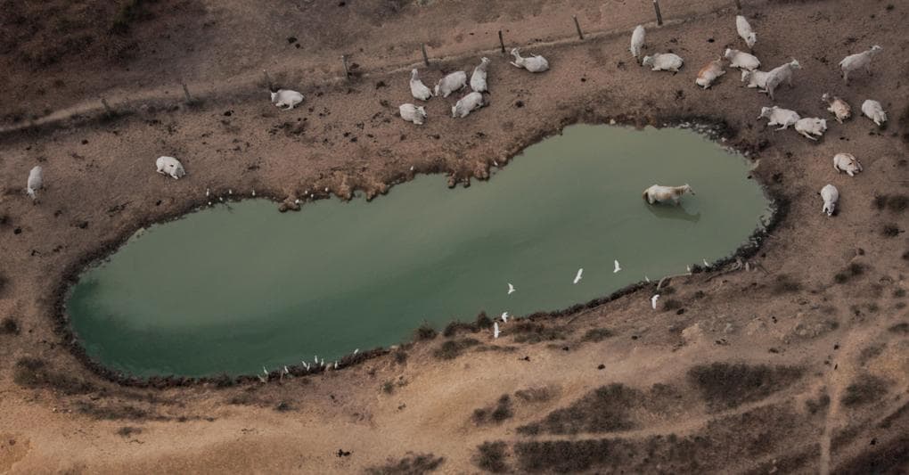 Bestiame in un appezzamento disboscato dell’Amazzonia 