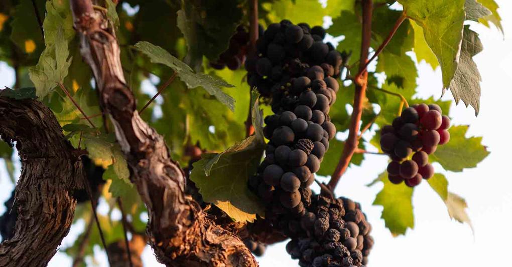 Uve  Primitivo di Manduria 