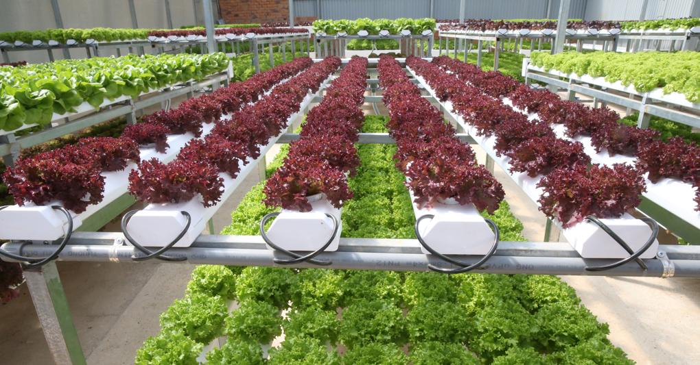 Il registro con l’elenco  delle varietà vegetali protette è tenuto da un’agenzia Ue in Francia 