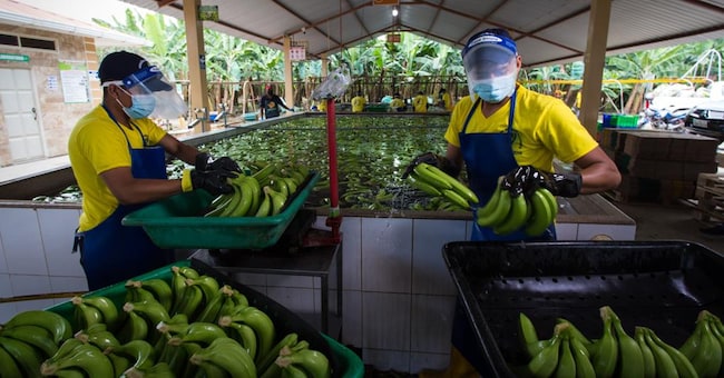 Una coltivazione di banane in Ecuador (Reuters)