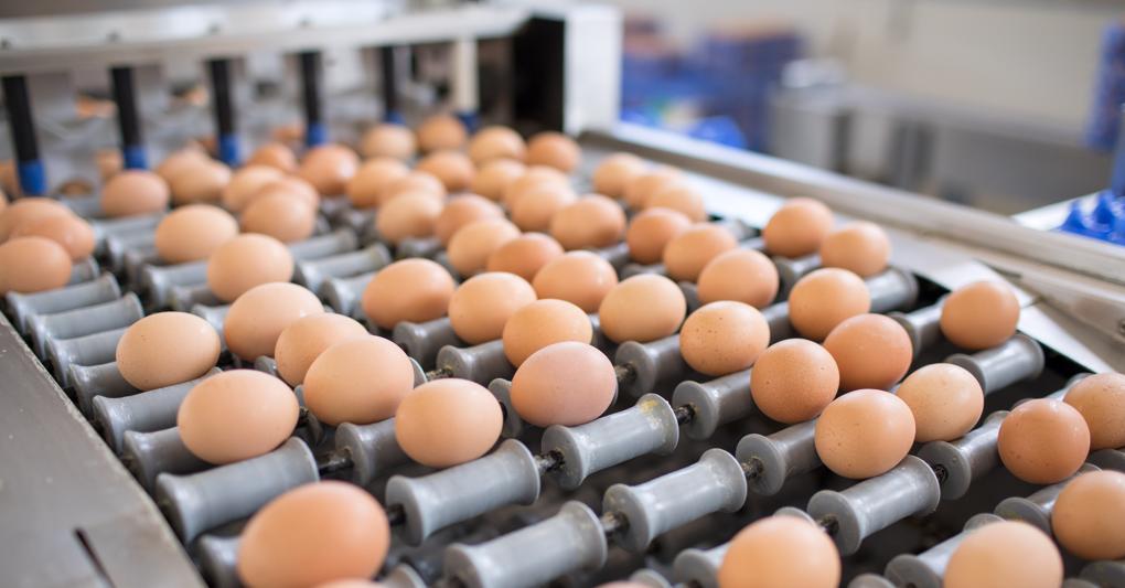 Uova bio Eurovo 