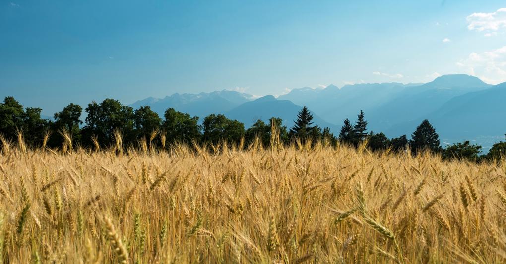 Mentre al Nord e al Centro non si registrano particolari problemi sui raccolti di grano,  le principali incognite  riguardano le due principali regioni produttive: Puglia e Sicilia 