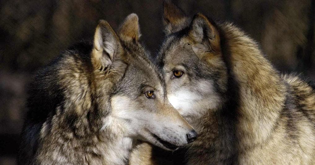 Sempre più lupi in Italia: oltre 3.300 divisi tra Alpi e Ap...