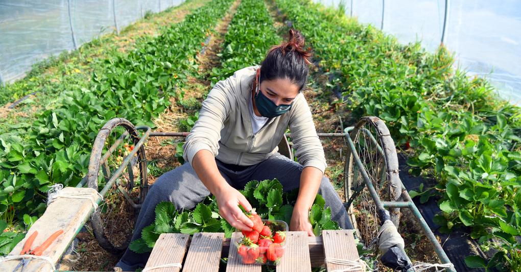 Terreni bio in espansione: l’obiettivo dell’Italia  è centrare il target del 25% di Superficie agricola utilizzata (Sau) entro il 2027 