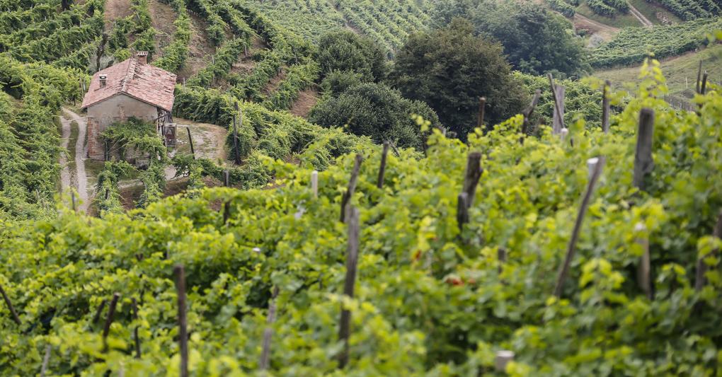  I vigneti a Santo Stefano nella zona di Valdobbiadene 