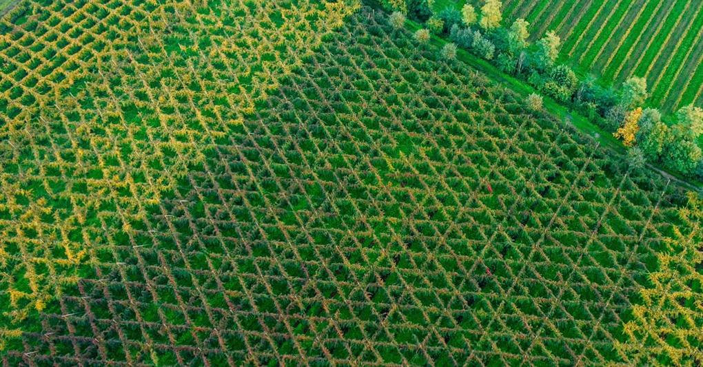 vigneti tipici con sistema a Bellussera 