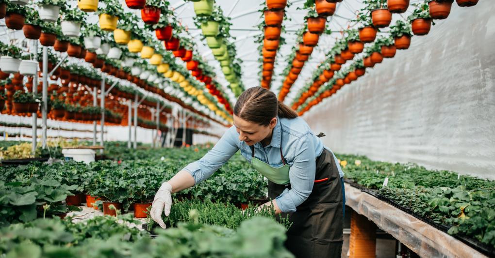 Nella riorganizzazione agricola si registrano ricambio generazionale e una crescita femminile che assume posizioni di leadership piuttosto che forma di forza lavoro generica 