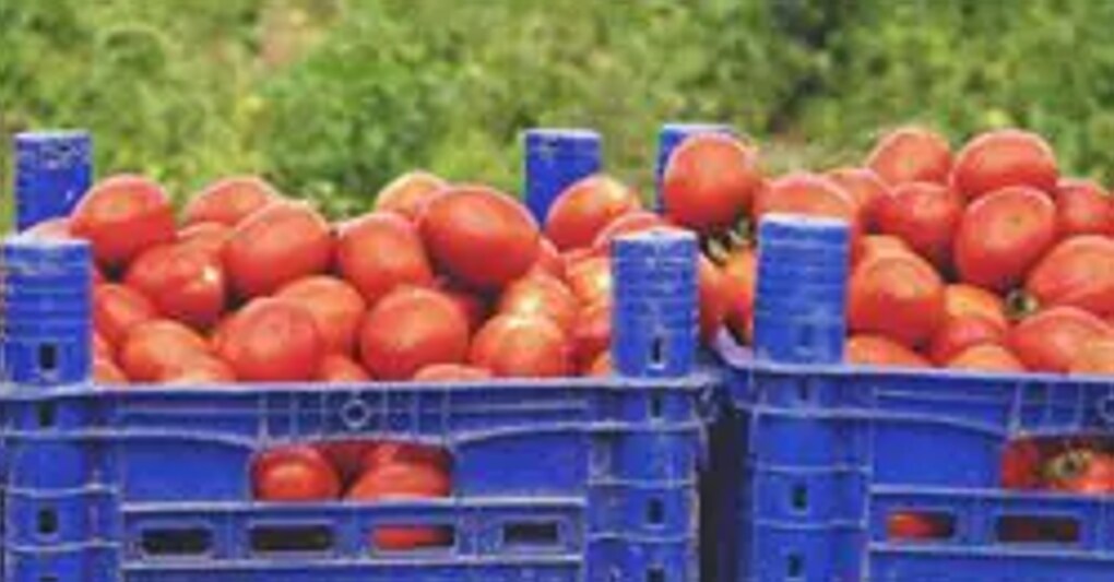 Al via la campagna di raccolta del pomodoro da industria 2022 
