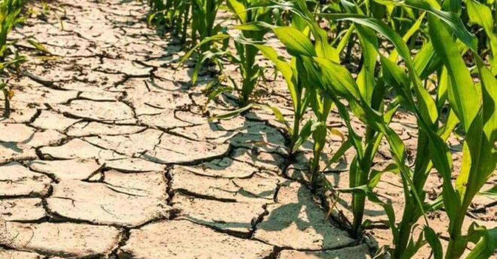 La siccità abbatte il Pil agricolo del 10%. Danni alle imprese pe...