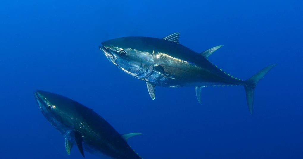 Il tonno rosso del Mediterraneo piace a Rio Mare