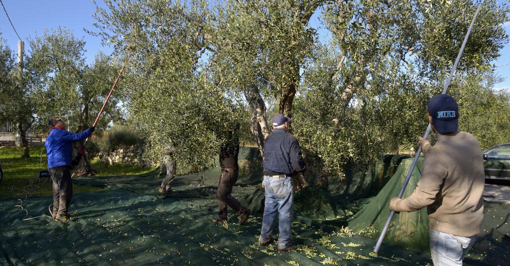 Cia: caldo e siccità riducono del 30% la raccolta di olive
