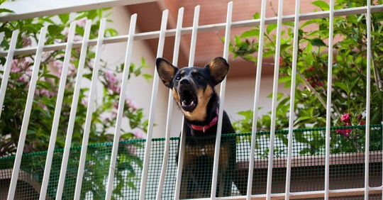 Risarcimento per i guaiti dei cani tenuti dal vicino sul ...