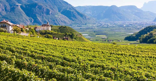 I terreni di alcune zone dell’Alto Adige sono ricchi di sostanze minerali che favoriscono la coltivazione di vitigni di qualità (AdobeStock)