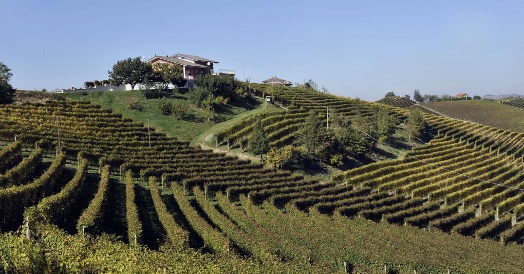  Un vigneto delle Langhe. Assieme a Veneto e Toscana è una delle aree con i valori  più elevati 